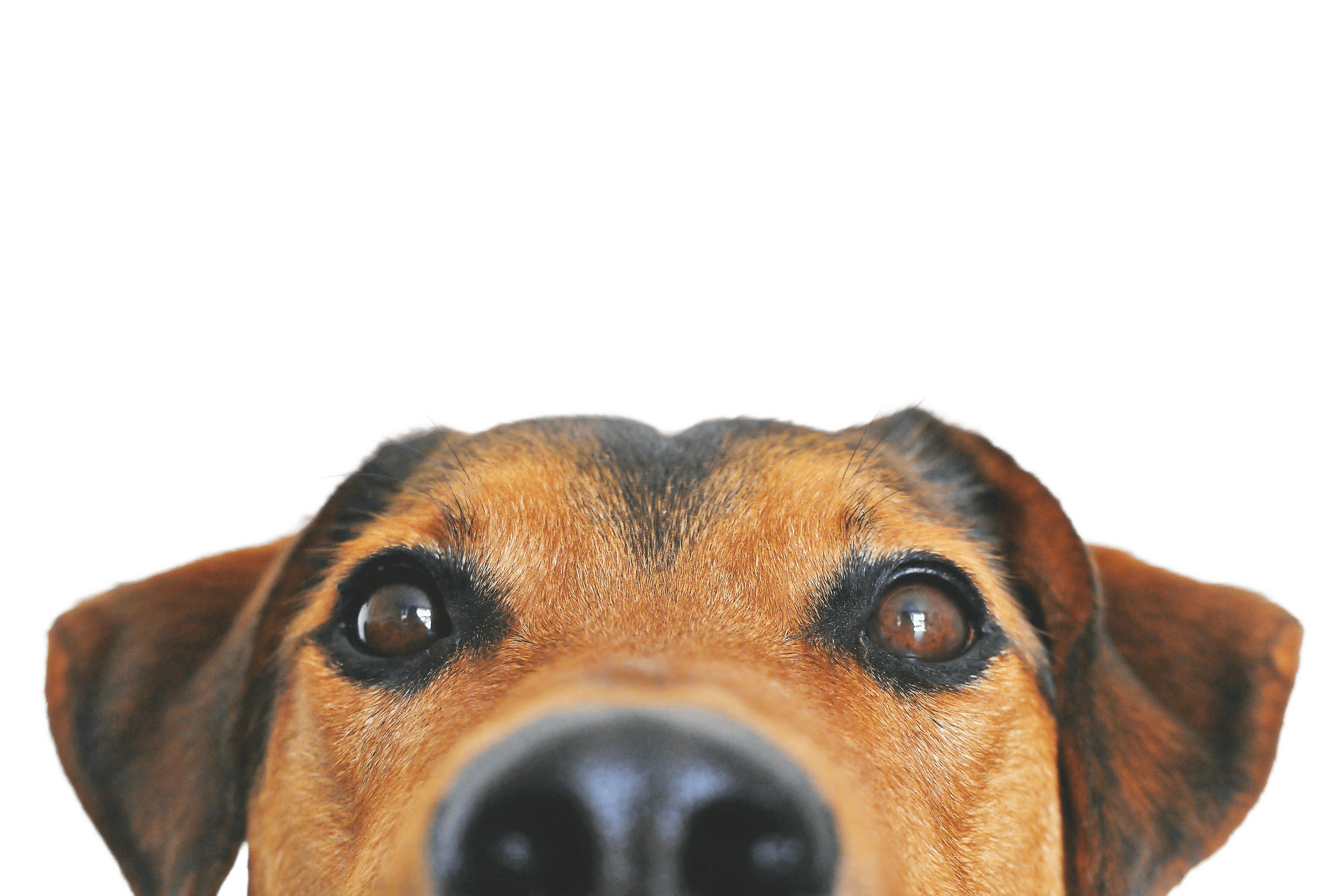Good doggo